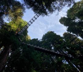 Structural design of Redwood Skywalk Eureka Zoo California
